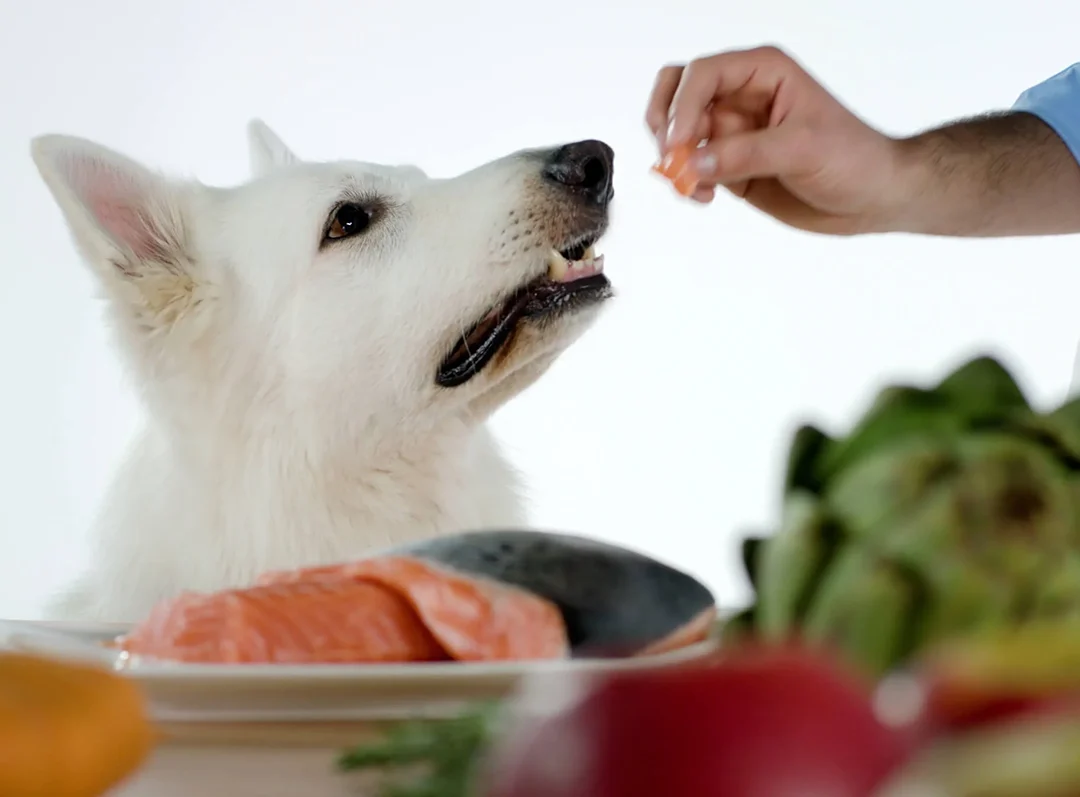 Cornland Studio - Un chien blanc regarde un morceau de saumon que son maître est sur le point du lui donner